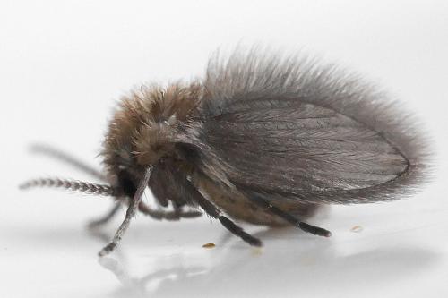 Psychoda sp.